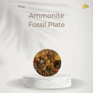 Ammonite Fossil Plate